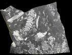 Fossil Seed Fern Plate - Pennsylvania #36949-2